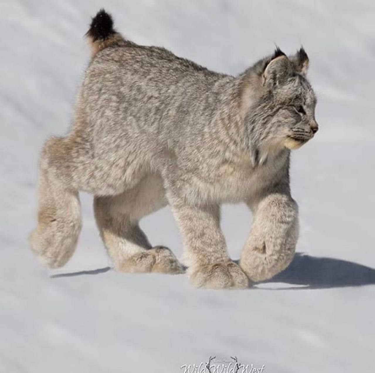 Рыст. Канадская Рысь Бобкэт. Канадская Рысь лапы. Lynx Рысь. Канадская Рысь Северной Америки.