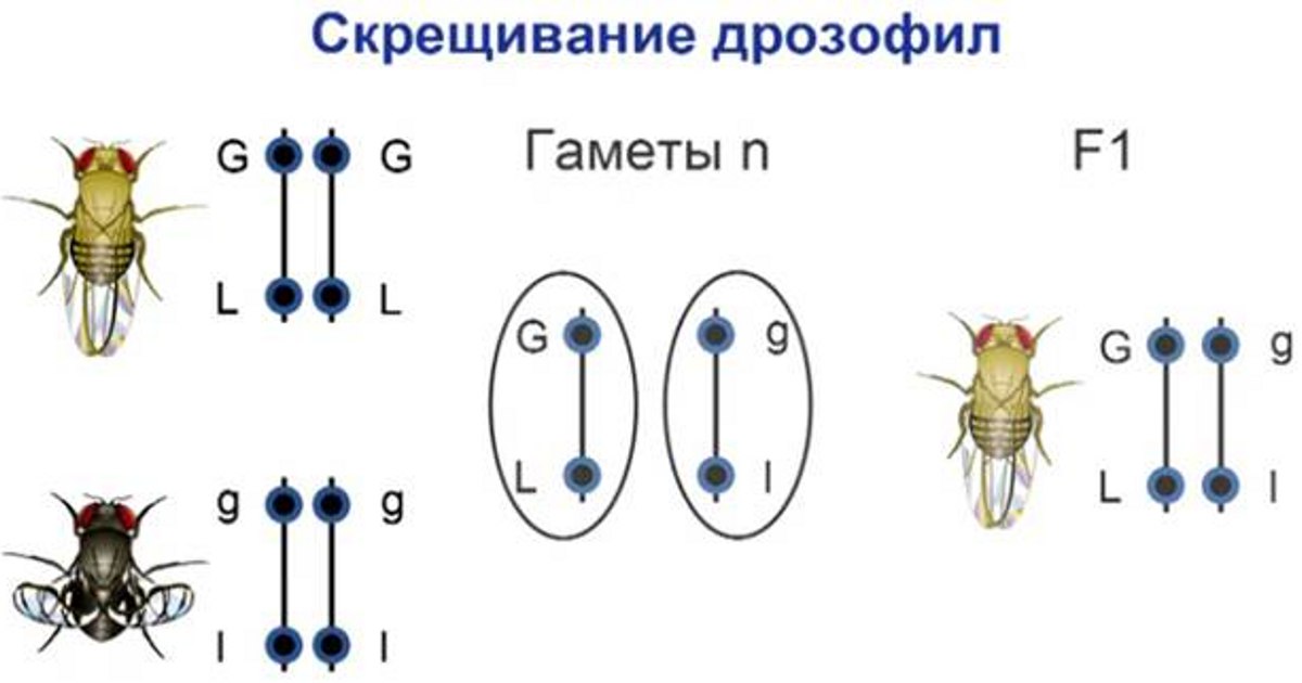 Кроссинговер у дрозофилы